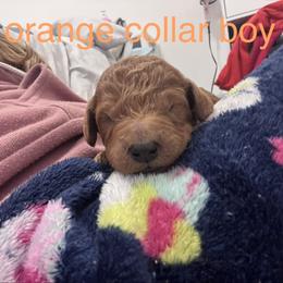 Orange Collar Boy - Red  male Poodle puppy in Grandview, Tennessee from FurEver Poodles