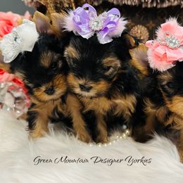 Yorkshire Terrier puppies from Green Mountain Designer Yorkies