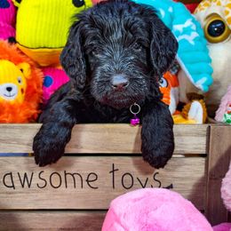 Goldendoodle Puppies from Lucky's Doodlez