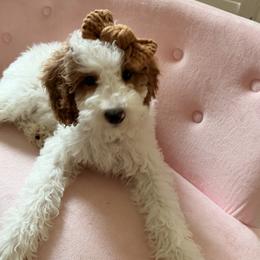 Girl 1 - Parti female Goldendoodle puppy in Belgrade, Montana from 406Doodles