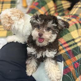 Poodle Puppies from KC Poodles of PA