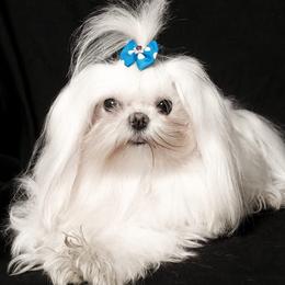 Maltese from Tina Harville