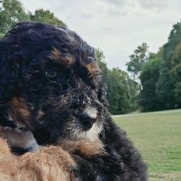 Rocky - Phantom male Bernedoodle puppy in Olin, North Carolina from Rocky Creek Raised