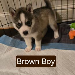 Male 2 BROWN-  RESERVED - Gray and white male Siberian Husky puppy in Canton, Georgia from Mayhemhuskies