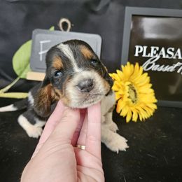 Fred - Black brown and white male Basset Hound puppy in Pleasant Lake, Michigan from Pleasant Bay Basset Hounds