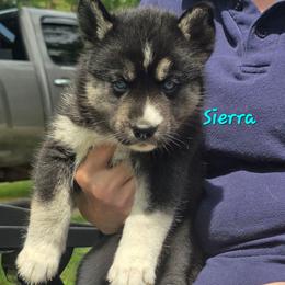 Sierra - Agouti and white female Siberian Husky puppy in Meridian, Mississippi from JJ's Huskies