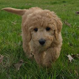 Max - Apricot female Goldendoodle puppy in Georgetown, Tennessee from Georgetown Designer & Purebred Puppies