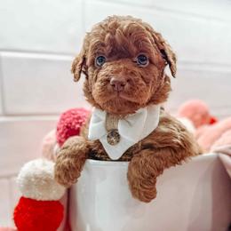 Ares - Red  male Goldendoodle puppy in Iola, Texas from Supreme Doodles of Texas