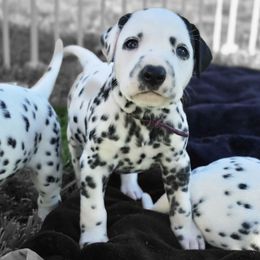 Girl 2 - White and black female Dalmatian puppy in Ventura, California from Undeniable Dalmatians