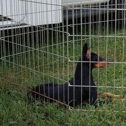 Chinese Crested and Manchester Terrier All Grown Up from Fantasy Kennels