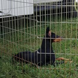 Chinese Crested and Manchester Terrier All Grown Up from Fantasy Kennels