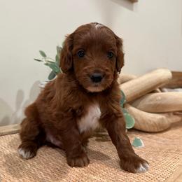 Teddy - Red  male Goldendoodle puppy in Sacramento, Utah from Little legacy doodles