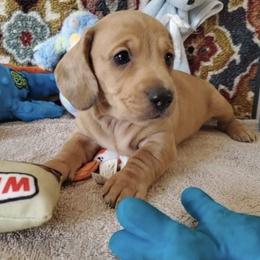 Dachshund Puppies from Ming's Mongols
