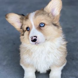 American Corgis from Wigglebutts Ranch Corgis