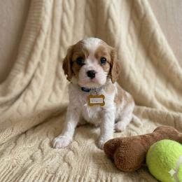 Lily - Blenheim female Cavalier King Charles Spaniel puppy in Pennsylvania from Julie's Cavalier King Charles Spaniels