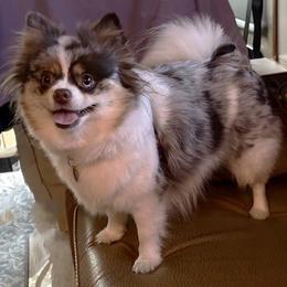 Zephyr - Pomeranian