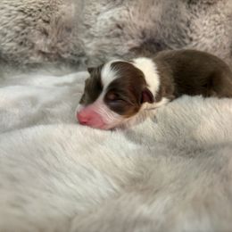 RTM - male Australian Shepherd puppy in Greenville, South Carolina from Elusive Australian Shepherds