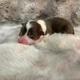 RTM - male Australian Shepherd puppy in Greenville, South Carolina from Elusive Australian Shepherds