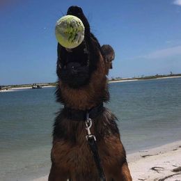 German Shepherds from Gifmaf Dog Pschology Center