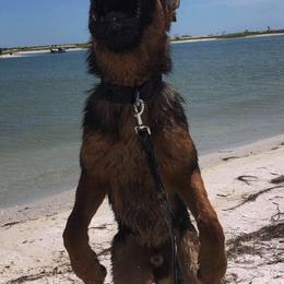 German Shepherds from Gifmaf Dog Pschology Center