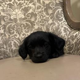 Trixy - Black and tan female Dachshund puppy in Alvord, Texas from Gift of Gods Favor