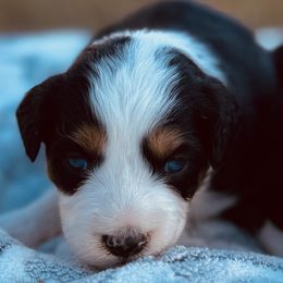 Chronos - Black tri-color male Aussiedoodle puppy in Hempstead, Texas from Young Gun Aussies