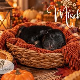 Mischief - Black phantom male Aussiedoodle puppy in Roebuck, South Carolina from Dani's Dandy Doodles