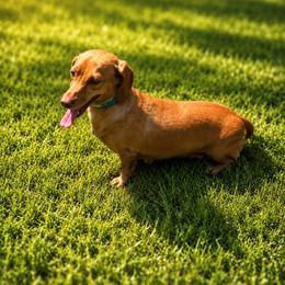 Lizzy - Red female Dachshund puppy in Pleasant Plains, Arkansas from JGBs Silver Spur Dachshunds