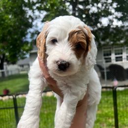 Penne - Parti female Goldendoodle puppy in Hamilton, Montana from Stroodles Doodles