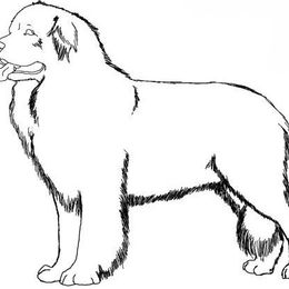 Willow - Brown female Newfoundland puppy in Shepherd, Montana from Crystal Waters Newfoundlands
