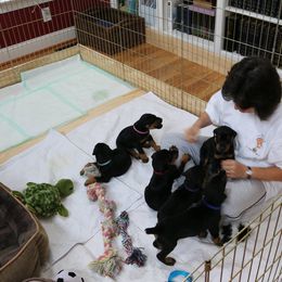 Doberman Pinscher Puppies from Lexa Dobermans