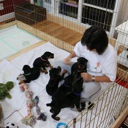 Doberman Pinscher Puppies from Lexa Dobermans