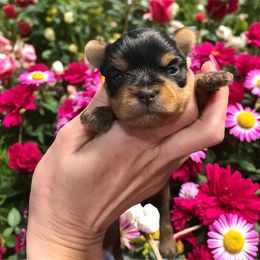 Indigo - Blue and gold female Yorkshire Terrier puppy in Kendallville, Indiana from Yorkies Kisses