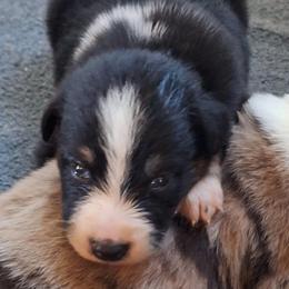 ECLIPSE-btf - Black tri-color female Australian Shepherd puppy in Salem, Arkansas from Patchwork Kennels