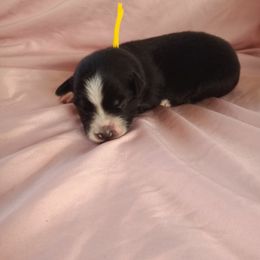 Australian Shepherd and Miniature Australian Shepherd Puppies from Rothsolid Puppies