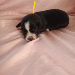 Australian Shepherd and Miniature Australian Shepherd Puppies from Rothsolid Puppies