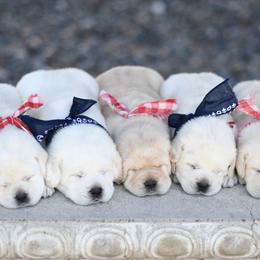 Labrador Retriever Puppies from ROCK CREEK LABRADORS