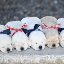 Labrador Retriever Puppies from ROCK CREEK LABRADORS
