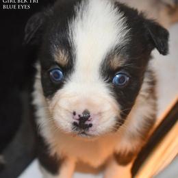 Karen - Black tri female Miniature Australian Shepherd puppy in Patterson, North Carolina from DreamLine Aussies
