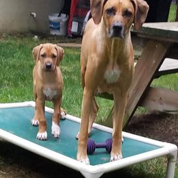 Rhodesian Ridgeback Puppies from Lyonnese Rhodesian Ridgebacks- Debbie Holly