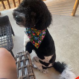 Australian Labradoodle and Labradoodle All Grown Up from Multigenerational Labradoodles of Central TX