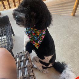 Australian Labradoodle and Labradoodle All Grown Up from Multigenerational Labradoodles of Central TX