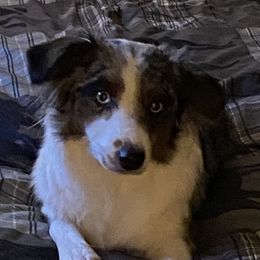 Aly - Miniature Australian Shepherd