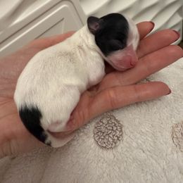 Pink girl - White and black female Papillon puppy in Noblesville, Indiana from Kerwan Papillons