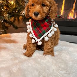 Bernedoodle, Goldendoodle, and Sheepadoodle Puppies from Maplesierradoodles