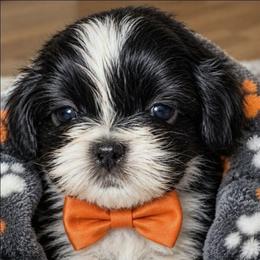 Casper - Black and white male Shih Tzu puppy in Arcadia, Florida from Kitsune Cuddles and kisses