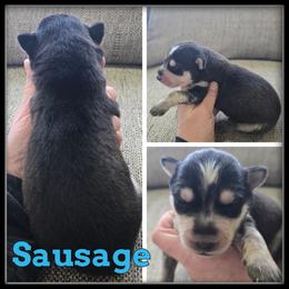Sausage - Black and white male Siberian Husky puppy in Wheeler, Michigan from Haase Family Kennels