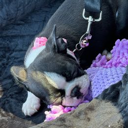 Boston Terrier Puppies from I Love Pups