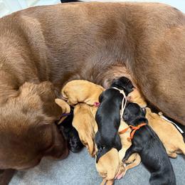 Flynn Orange Collar - Black male Labrador Retriever puppy in Elloree, South Carolina from Moonlight Kennels LLC