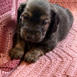 Girl 5 - female Dachshund puppy in New Ross, Indiana from Spring Brook Farms, LLC